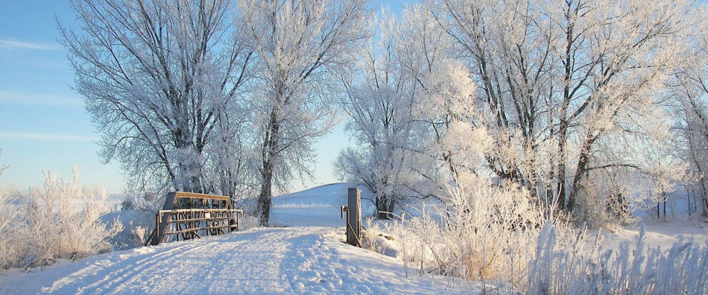 A serene winter scene featuring a snow-covered path leading to a small wooden bridge at Dakota Nature Park in Brookings, SD. Frost-covered trees frame the pathway, their branches sparkling in the sunlight under a clear blue sky.