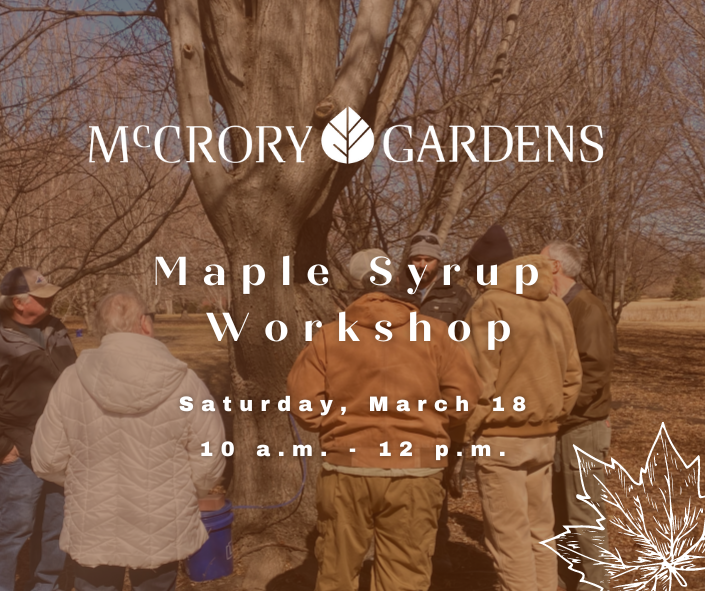 McCrory Gardens Maple Syrup Workshop