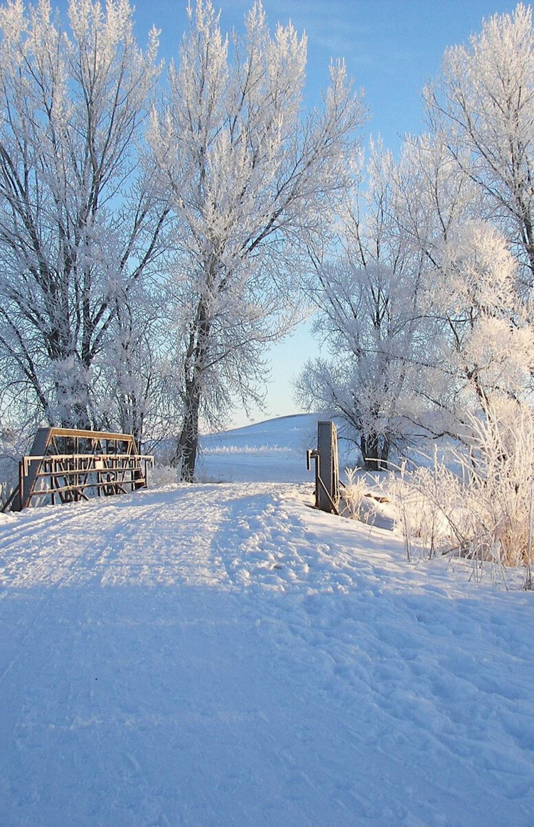 A serene winter scene featuring a snow-covered path leading to a small wooden bridge. Frost-covered trees frame the pathway, their branches sparkling in the sunlight under a clear blue sky.