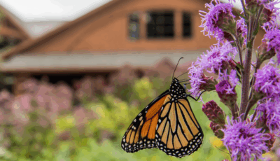 McCrory Gardens Insect Festival