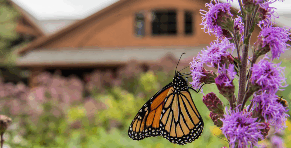 A vibrant summer scene featuring a monarch butterfly resting on a cluster of purple wildflowers. The delicate petals stand tall in the foreground while a warm-toned building and lush greenery blur softly in the background, creating a peaceful garden setting filled with color and natural beauty.