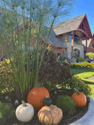 Fall Festival