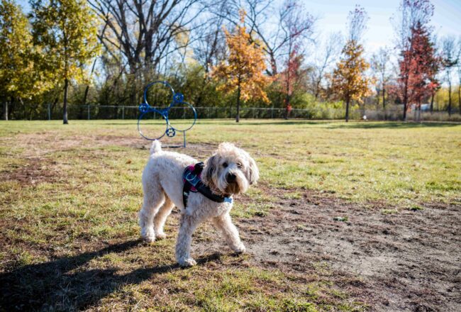 Paws & Patios: The Ultimate Dog-Friendly Day in Brookings
